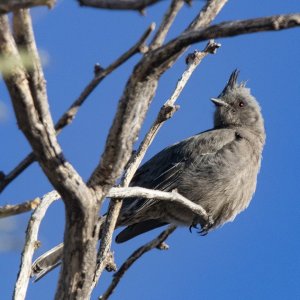 D14Phainopepla6709.jpg