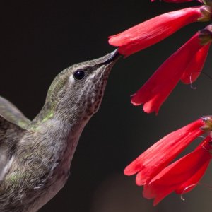 Hummingbird6.jpg