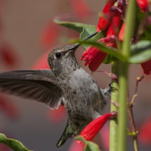 Hummingbird2.jpg