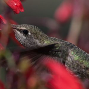 Hummingbird4.jpg