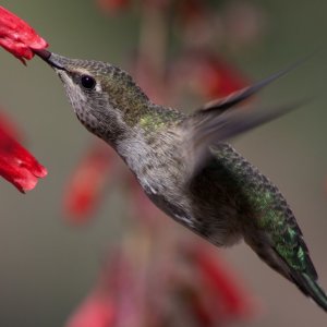 Hummingbird5.jpg