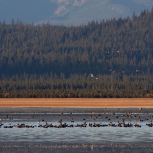 Birds2.jpg