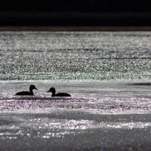 Birds4.jpg