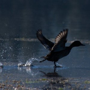 Birds5.jpg