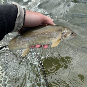 IMG_1912.jpeg