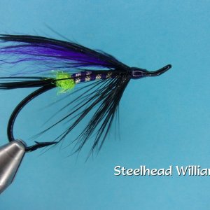 Steelhead Williams.jpg