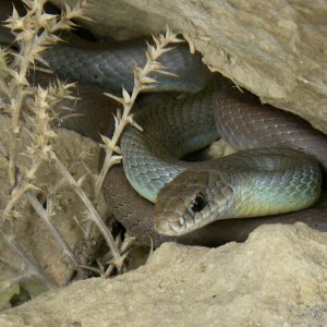 Western Yellow-Bellied Racer.jpg