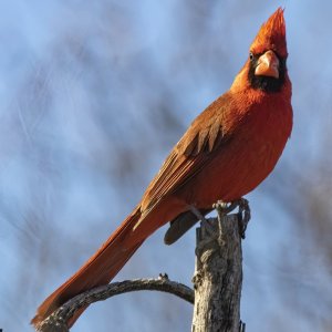 A01NorthernCardinalMale6741.jpg