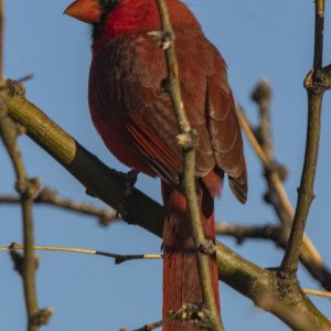 A02NorthernCardinalMale7938.jpg