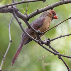 A03NorthernCardinalFemale7658.jpg