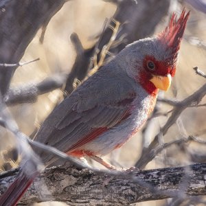 A04PyrrhuloxiaMale6772.jpg
