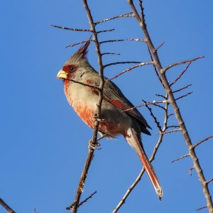 A05PyrrhuloxiaMale8318.jpg