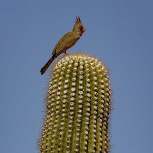 A06PyrrhuloxiaMaleOnSaguaro6839.jpg