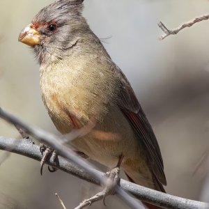 A07PyrrhuloxiaFemale8391.jpg