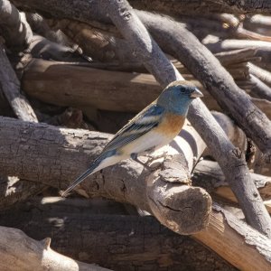 A08LazuliBunting8184.jpg
