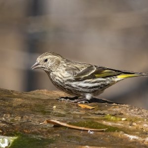 A09PineSiskin8675.jpg