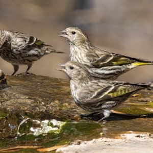 A10PineSiskins8676.jpg