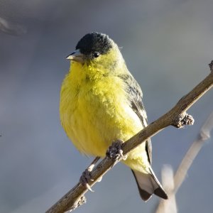 A11LesserGoldfinchMale7981.jpg