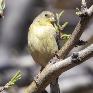 A12LesserGoldfinchFemale8749.jpg