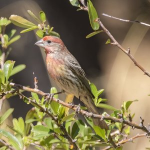 A13HouseFinchMale7501.jpg
