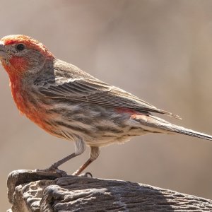 A14HouseFinchMale9049.jpg