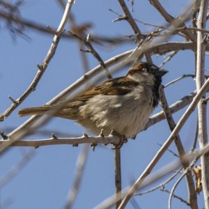A15HouseSparrowMale7287.jpg