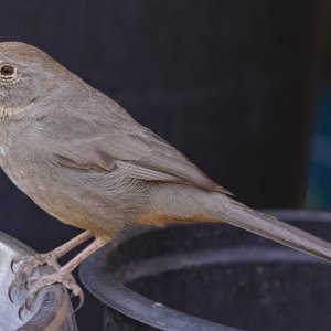 B04CanyonTowhee9179.jpg