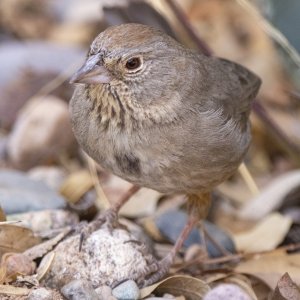 B05CanyonTowhee9174.jpg