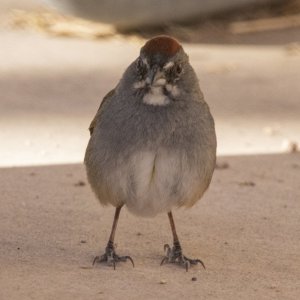 B02GreenTailedTowhee8324.jpg