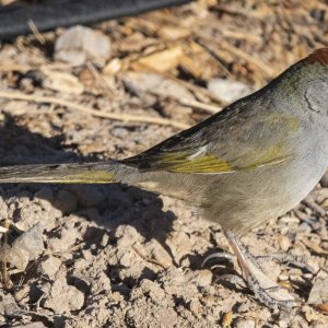 B03GreenTailedTowhee8329.jpg