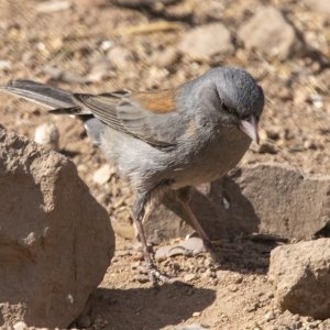 B06DarkEyedJunco9317.jpg