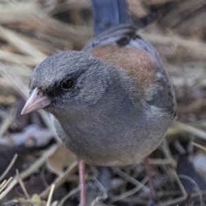 B07DarkEyedJuncoGraySided7387.jpg