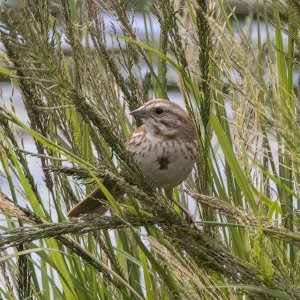 B08SongSparrow6577.jpg