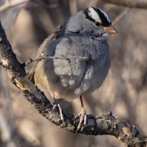 B11WhiteCrownedSparrowAdult8320.jpg