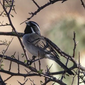 C01BlackthroatedSparrow6816.jpg