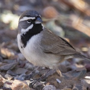 C02BlackThroatedSparrow7212.jpg