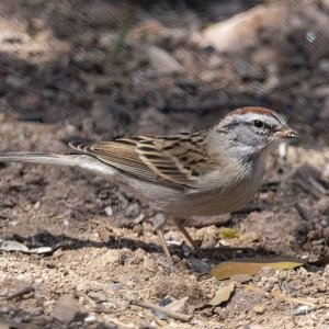 C03ChippingSparrow8794.jpg