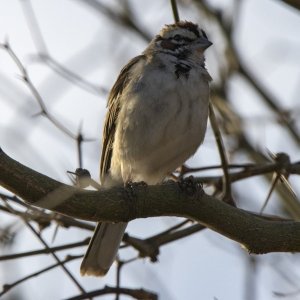 C04LarkSparrow7056.jpg