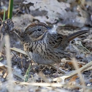 C05LincolnsSparrow6130.jpg