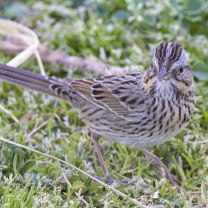 C06LincolnsSparrow6919.jpg