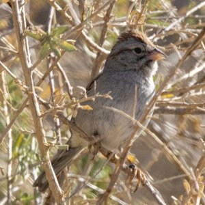 C07RufousWingedSparrow7244.jpg