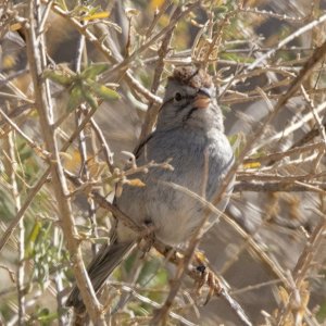 C08RufousWingedSparrow7248.jpg