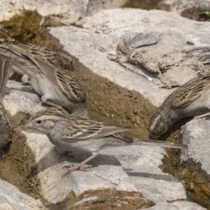 C09BrewersSparrow7835 2.jpg