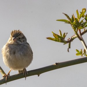 C10BrewersSparrow7073.jpg