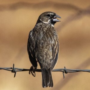 C12LarkBuntingMale8401.jpg