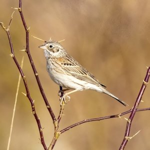 C14VesperSparrow7156.jpg