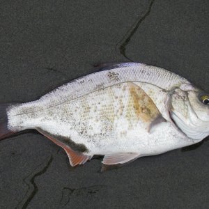 Redtail.jpg