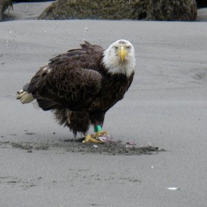 Perch Thief.jpg