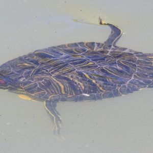 A03PondSlider6905.jpg