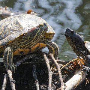 A01PondSlider&SonoranMudTurtle9589.jpg